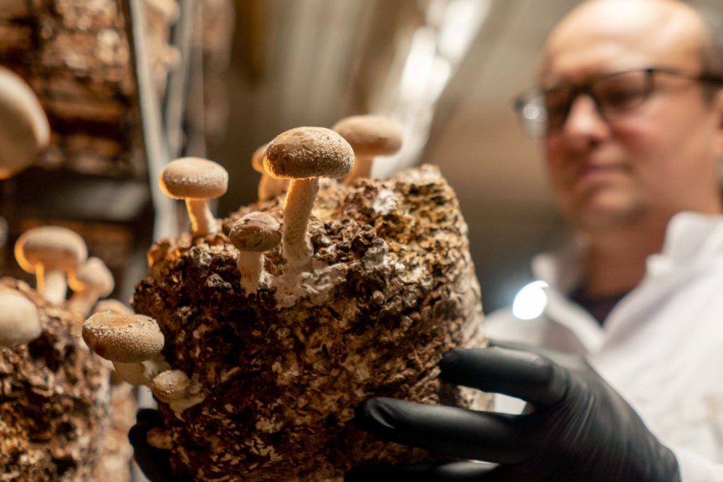 mushroom farm applications piedmont plastics