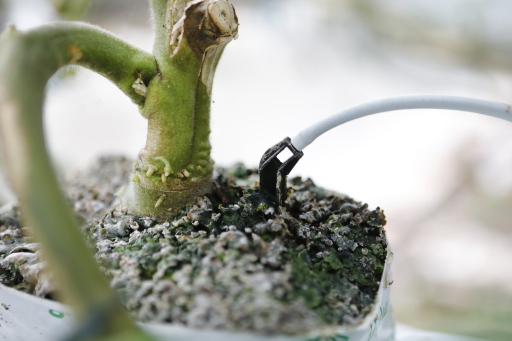 ontario close up of tomato plant 01